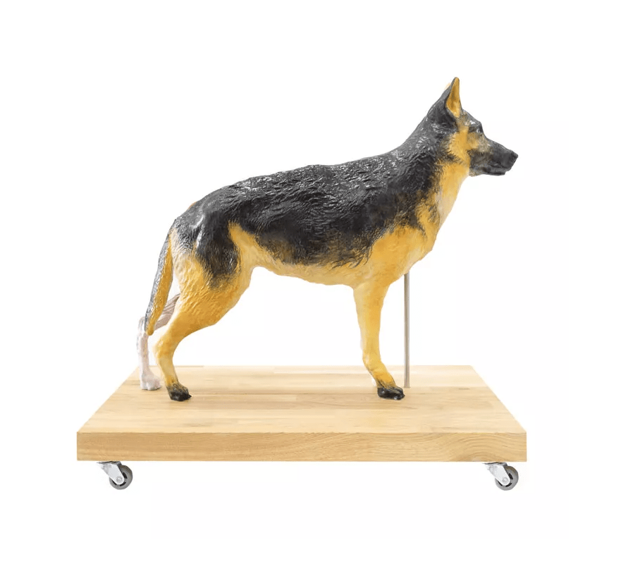 Hunde Modell (Schäferhund), 11 - teilig, 2/3 natürliche Größe - Erler - Zimmer